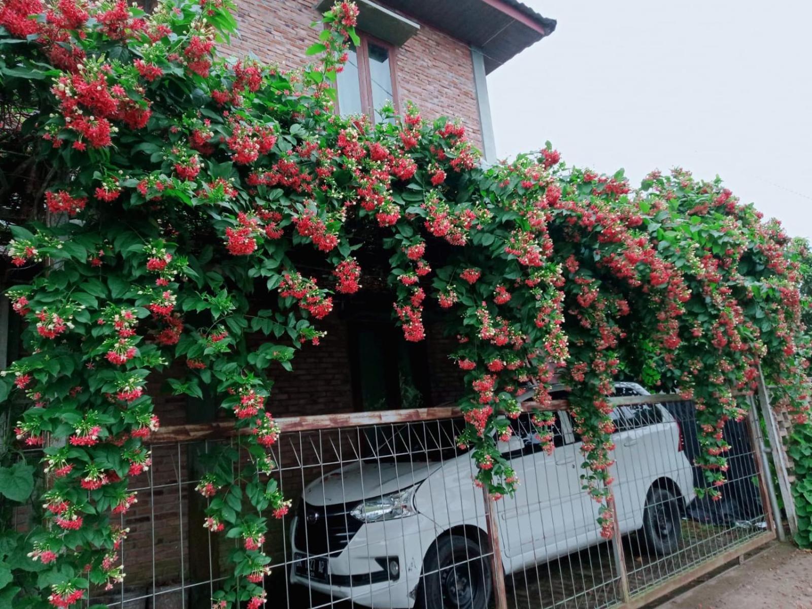 棉兰 布阿旅馆酒店 外观 照片